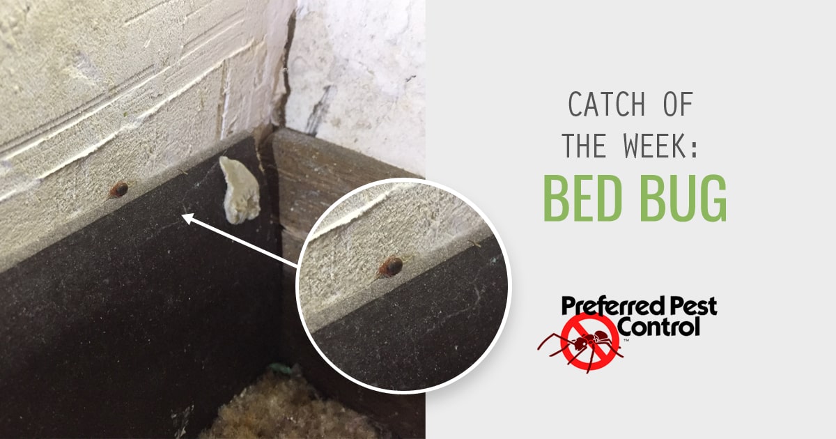 Catch of the Week Bed Bugs in Des Moines